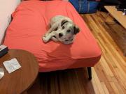 Pintado y muy lastimado: la enternecedora historia de Bluey, un perro de 3 patas que fue rescatado en grave estado y hoy tiene una segunda oportunidad