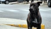 Los perros de la presunta descuartizadora atacaron a un hombre y le provocaron una quebradura