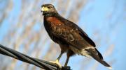 Ataques de gavilanes: entre el temor vecinal por estas aves rapaces y el llamado a la convivencia
