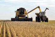 Anapo proyecta cosechar 100.000 toneladas de trigo