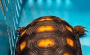 Contrabandista de tortugas, lagartijas y tarántulas