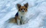 Se cayó en un glaciar en Suiza y lo salvó su perrito chihuahua