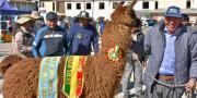 Bolivia clausura el Año Internacional de los Camélidos con feria en El Alto