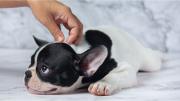 La universidad de Harvard reveló un estudio sobre los beneficios de convivir con un perro