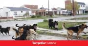 León, el perro herido en el barrio 366 que visibiliza la urgencia de castraciones