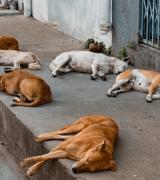 “Están matando a los animalitos”: Asambleísta clama por detener el envenenamiento y exige control urgente de venenos en Tarija