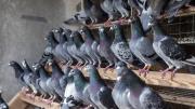 El sencillo método con un ingrediente fácil de acceder para ahuyentar palomas sin lastimarlas