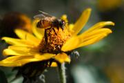 Estudio revela que veneno de abeja altera vasos sanguíneos, pero ofrece nuevas terapias