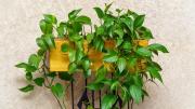 Potus frondoso y contento: el ingrediente natural que estimula el crecimiento de tu planta