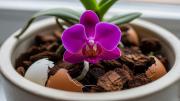 Pocos lo saben: el grave error que todos cometen al usar cáscaras de huevo en el sustrato de las orquídeas