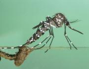 OMS alerta sobre posible propagación global de Chikungunya