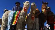 El potencial y los avances de la ganadería de camélidos se exhiben en una feria en Bolivia