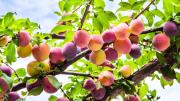 Árbol ciruelo: cómo saber cuándo sus frutos están listos para ser cosechados