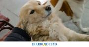 Operativo de vacunación y desparasitación en el Barrio Comandante Cabot