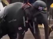 Filmaron a un elefante armado y con casco en una marcha