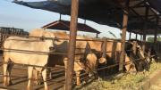 Precio del queso blanco en el Llano al 28 de julio: sigue con tendencia al alza