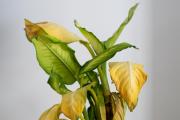Qué hacer si tus plantas tienen hojas amarillas: causas y soluciones efectivas