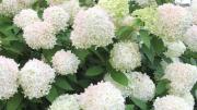La hermosa cascada de flores blancas que perfuma tu jardín en invierno: de qué planta se trata