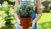 Mejor que la lavanda: la planta de hermosas flores que crece en invierno, soporta heladas y no exige cuidados