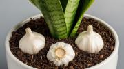 Pocos lo saben: por qué debes colocar dientes de ajo en el sustrato de la sansevieria o lengua de suegra
