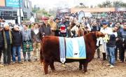 Padrino fue elegido Gran Campeón Macho Angus en Palermo