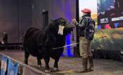 Récord en la Rural de Palermo: vendieron por $115 millones a “Picante”, el toro de Arandú