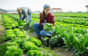 Estados Unidos: Agricultores dicen que pocos residentes nativos quieren cosechar las frutas, los vegetales o quierer cuidar las vacas