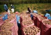 Bolivia reduce importación de papa de 100 mil a 20 mil toneladas por mejoras en la producción