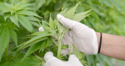 CANME San Juan se convierte en la primera empresa argentina con certificación orgánica para cannabis medicinal