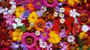 Ni la rosa ni la margarita: esta es la mejor flor para regalarle a tu pareja, según el Feng Shui