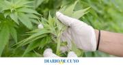 La empresa estatal sanjuanina CanMe, la primera en el país en lograr certificación orgánica para cannabis medicinal