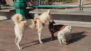 Seguro médico accesible para mascotas en Caracas: conoce el costo y servicios de los planes