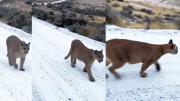 Tres pumas sorprendieron a una familia en plena Ruta 12 cerca de Gualjaina