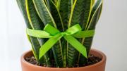 Pocos lo saben: qué significa que una sansevieria o lengua de suegra tenga una cinta verde en sus hojas
