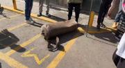 Ocho heridos tras explosión por fuga de gas en panadería de Cumaná – Correo del Caroní