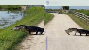 VIRAL: El impactante video de un caimán cruzando una carretera con su presa para un picnic salvaje