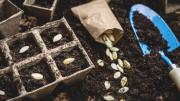 Las 34 semillas que puedes cultivar en agosto para cosechar en pocas semanas, según experto en jardinería
