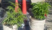 Cayó por una alerta vecinal: cultivaba marihuana en su casa de Cafayate
