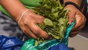 En Bolivia, el precio de la hoja de coca llega a valores récord