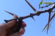 Menor de 7 años cayó contra un árbol con espinas que se incrustaron en sus ojos