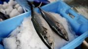 Precio del pescado en el Mercado el Mosquero de La Guaira: conozca el mejor día para comprar