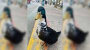 Un vecino denunció al pato Juan, se lo llevaron del centro y ahora juntan firmas para que vuelva