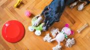 Cómo lavar los juguetes del perro para que ya no huelan mal