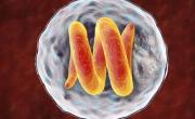 Qué es la triquinosis: síntomas, causas y tratamiento