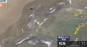 EN VIDEO: El extraño motivo por el que varias ballenas quedaron varadas en costas de Japón tras terremoto en Rusia