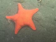 La estrella de mar culona que fue hallada en el cañón Mar del Plata y es furor en redes