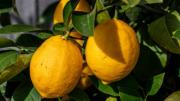 Mejor que el limonero: la planta aromática que es un tesoro para la salud y no exige cuidados de jardinería