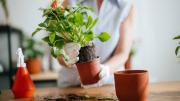 Esto es lo que debes hacer con las plantas en maceta para que no mueran durante el invierno
