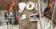 Gallos de riña, aves en cautiverio y una yegua sin dueño: impactante hallazgo en una exbodega de Caucete