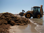 Miles de toneladas de algas invasoras colman playas al sur de España